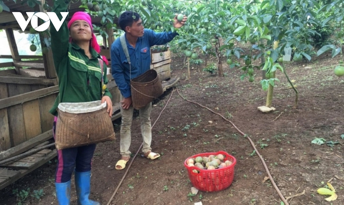 “Biến” không thành có, nông dân Sơn La làm giàu